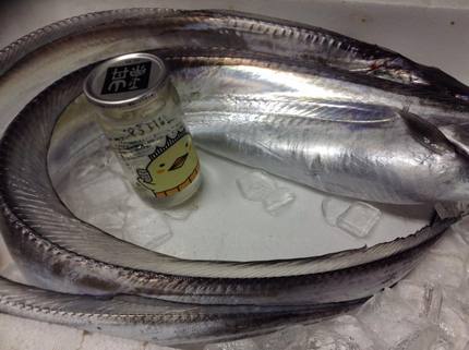 本日のさかなの魚！