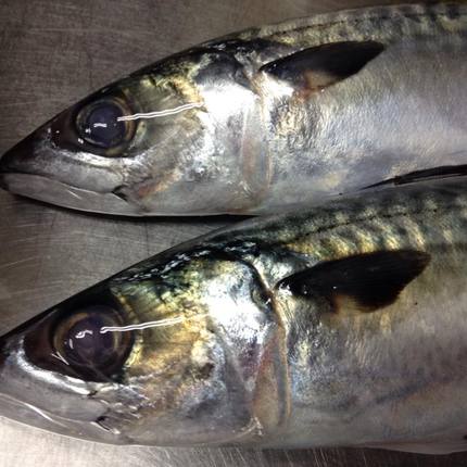 さかなの魚！