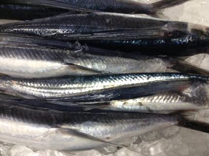 飛び魚の刺身！