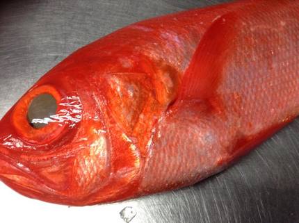 この魚が全て分かれば！