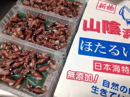 山陰のホタルイカ！