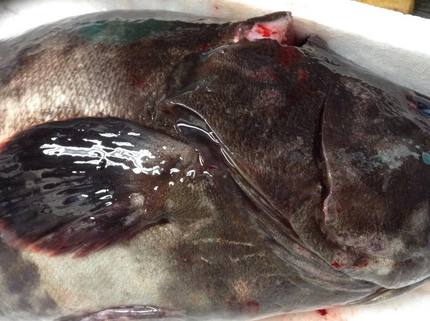 この魚が分かれば魚博士！
