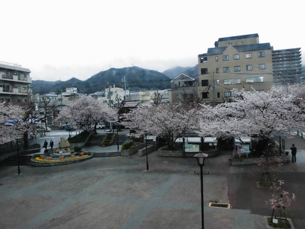 JR灘駅前の桜！