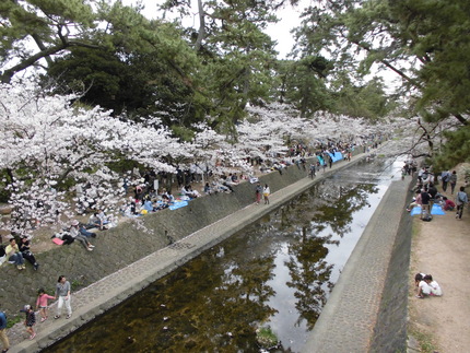 桜満開の夙川公園！