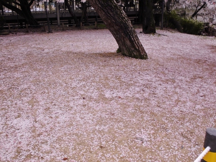 ピンクの絨毯！