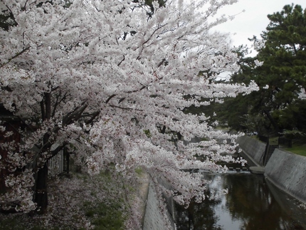 阪神香櫨園の桜！