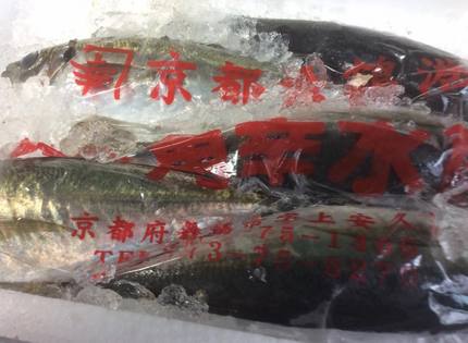 京都宮津の鯵！