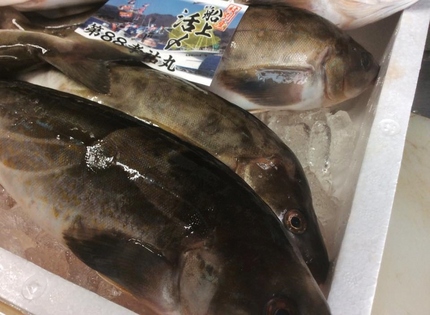 紋別産 活〆真ホッケ！