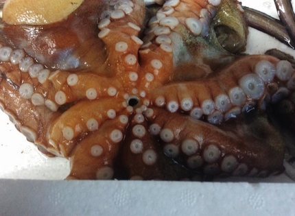 淡路物 活たこ！