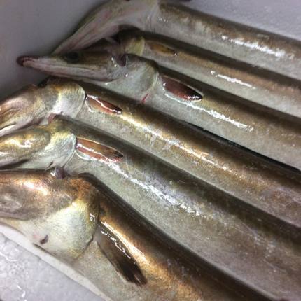 ハモ、サワラ、タコ、サザエ！