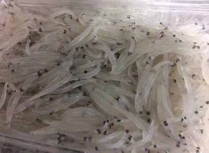 シラウオ（白魚）初入荷！