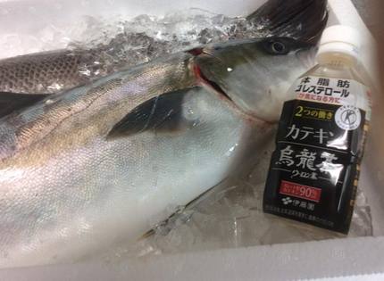 ヒラマサ・スズキ・サワラ