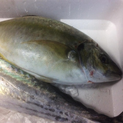 昨日のさかなの魚！