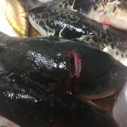 さかなの初フグ！