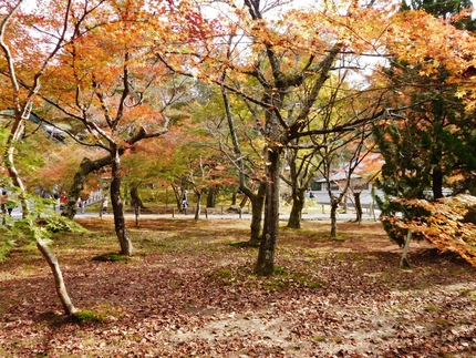 南禅寺の紅葉と苔