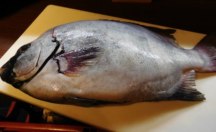 友人が釣った天然石鯛！