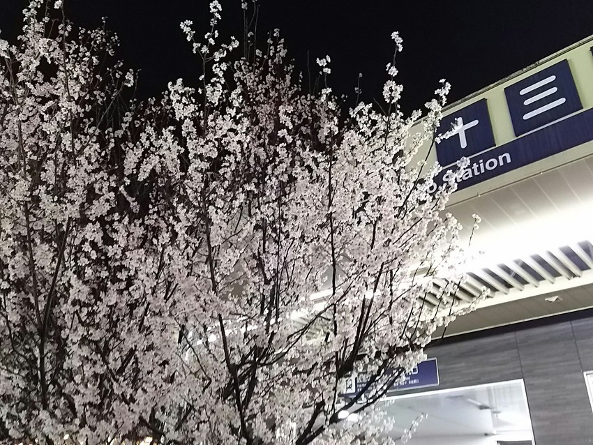 十三駅前の桜が満開！