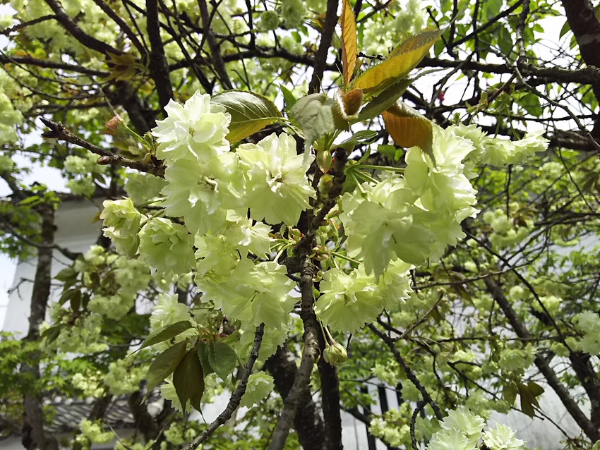 黄桜♪