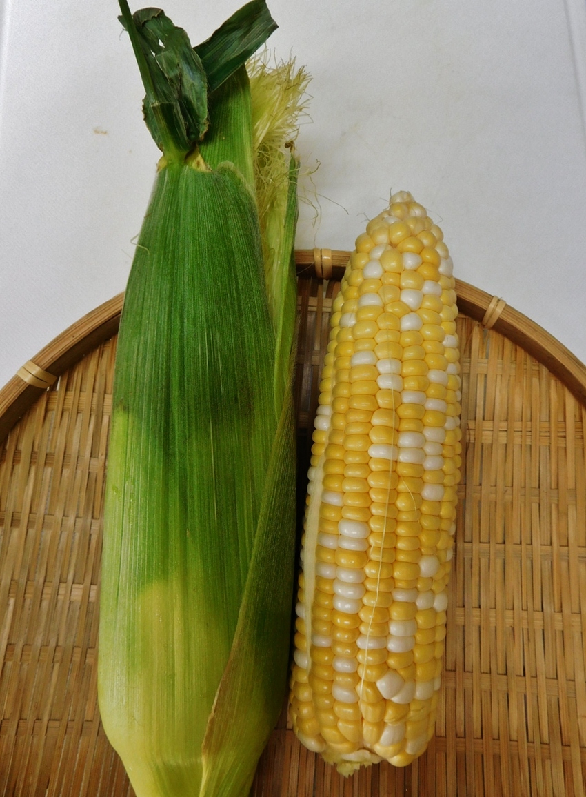 トウモロコシが美味しい！