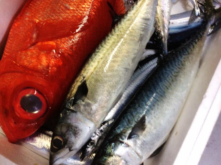 魚が少ないというけれど！？