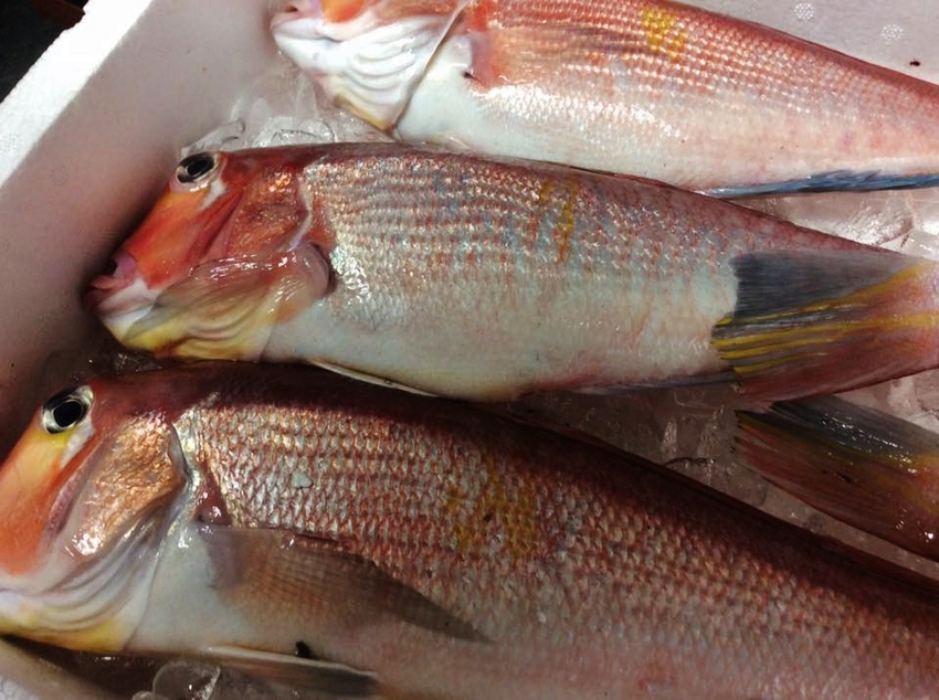 見事な高級魚！甘鯛