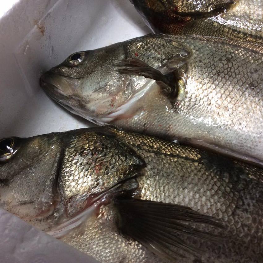 東二見漁港に揚がった天然活スズ...