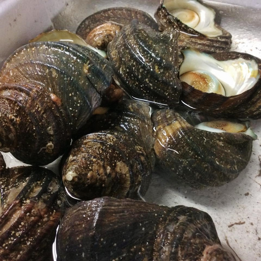 本日のさかなの魚！