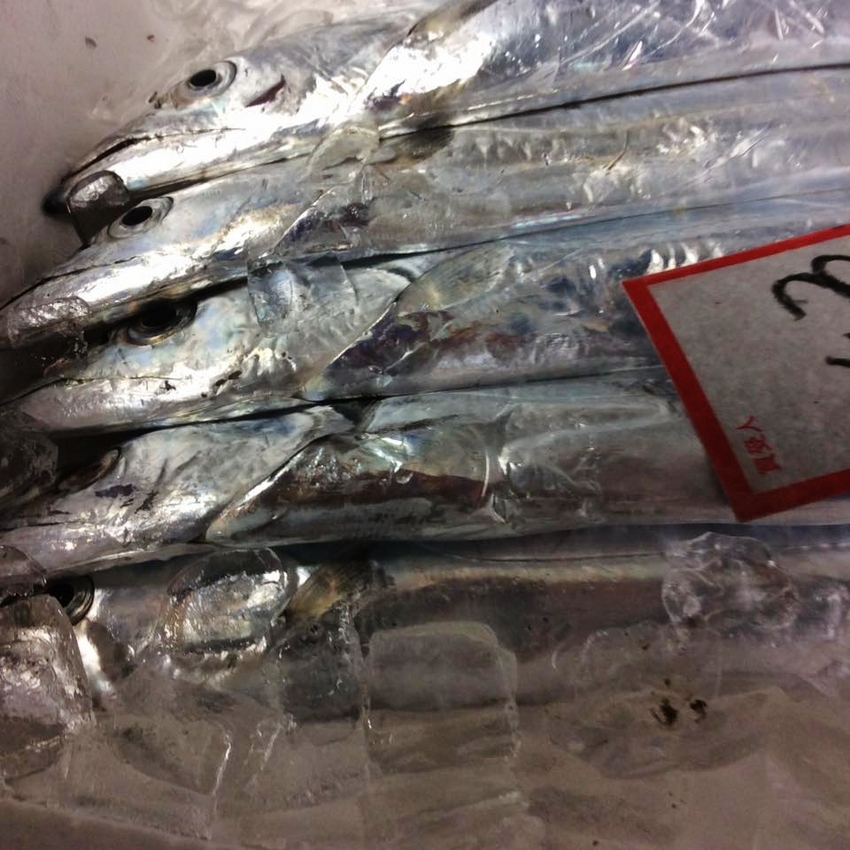 太刀魚が美味しい時期に！
