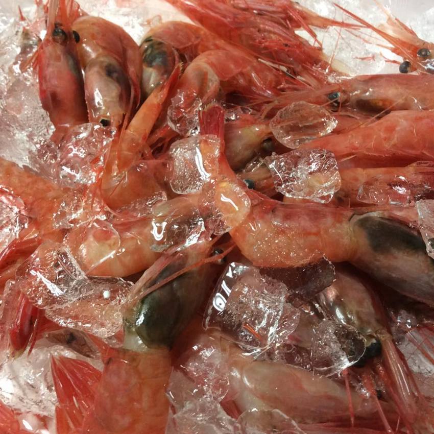 本日の魚！台風でも入荷が！