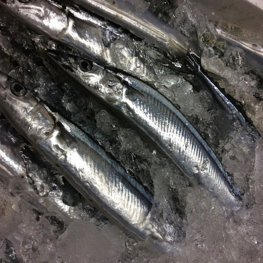 秋刀魚！