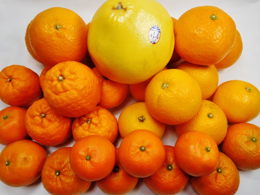 6種類の柑橘類！