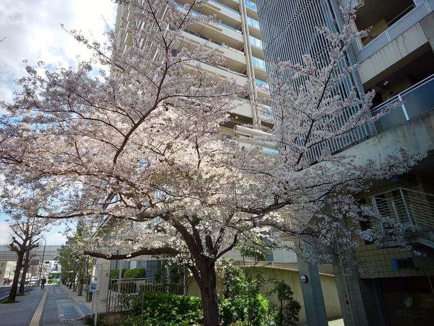 神戸は桜が満開！