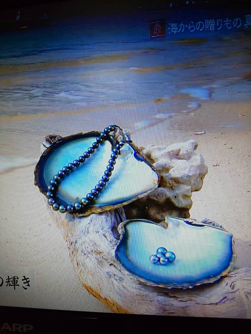 美の壺「真珠」