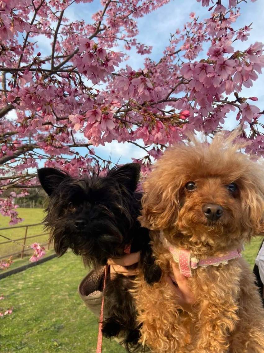 レモンとバジルで花見に‼️