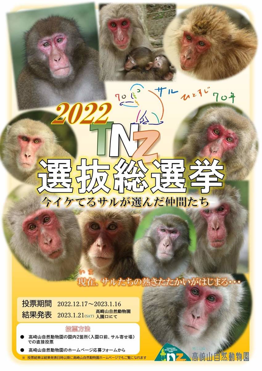 高崎山お猿の選抜総選挙‼️