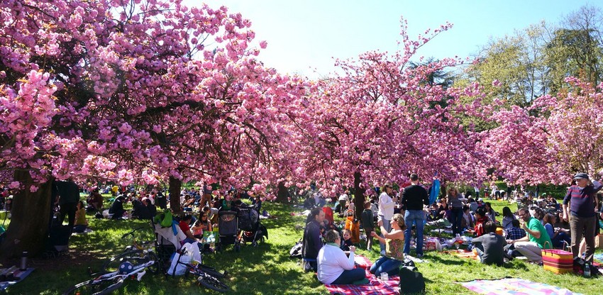 お花見 Ohanami