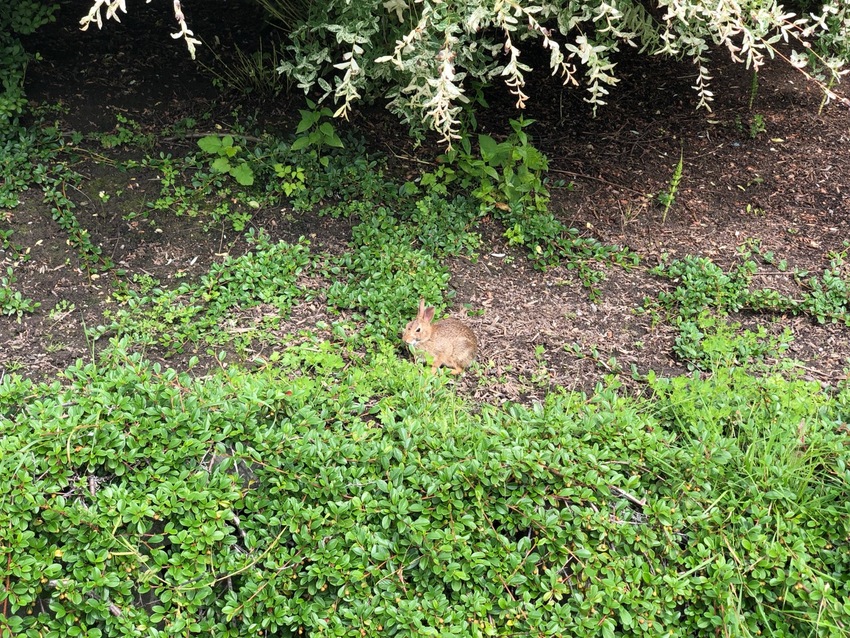 うさぎ　Usagi　Bunny...