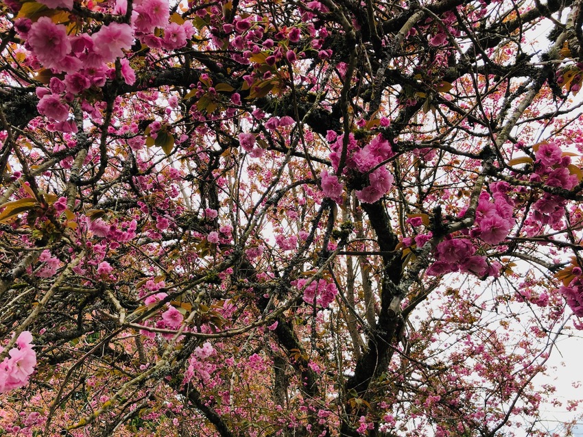 八重桜 やえざくら Yae Z...