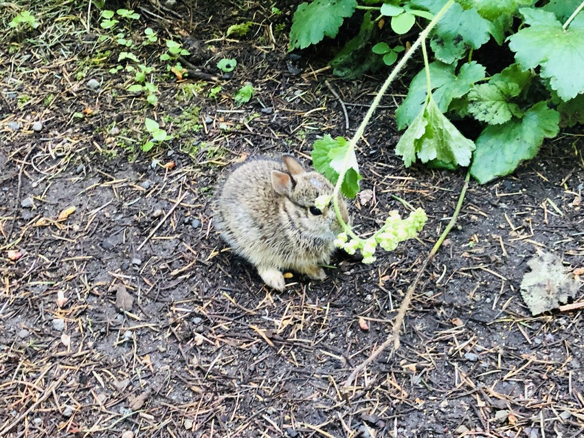 小さなウサギ