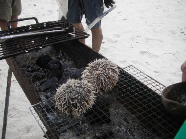 無人島　ウニ