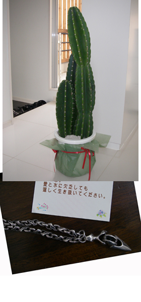 サボテン