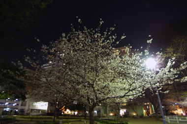 堀江公園
