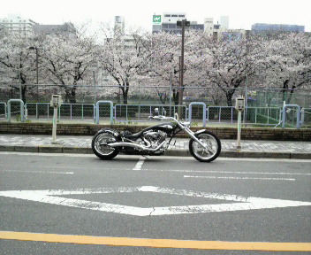 SLED桜...