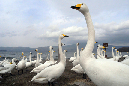 強毒性鳥インフル(H5N1)