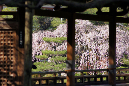Cherry Blossoms in Kyoto
