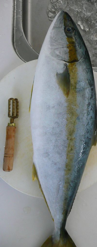 立派なヒラマサ