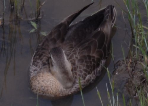 裏の田んぼに珍客