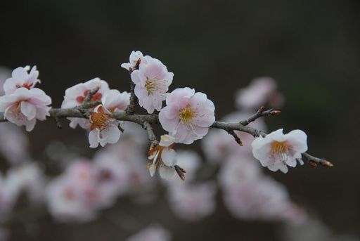 明治村の梅園
