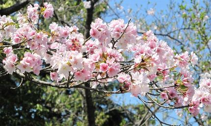 敷島の大和心・・・・