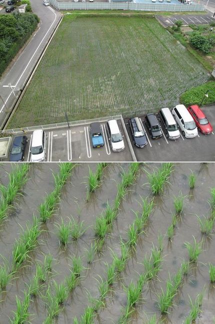 田植えから一ヶ月経ちました